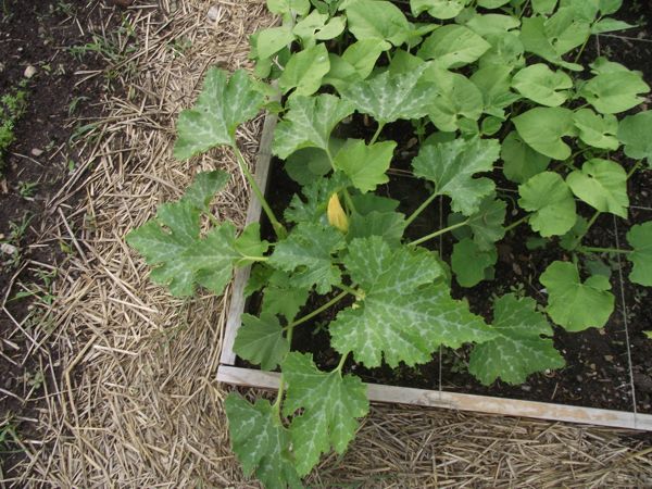 The zucchini plant is doing well. I had 2 others an brazenly tried to move one because it was going to be too crowded. It lasted, oh, about an hour and promptly gave up the ghost. Lesson learned. 