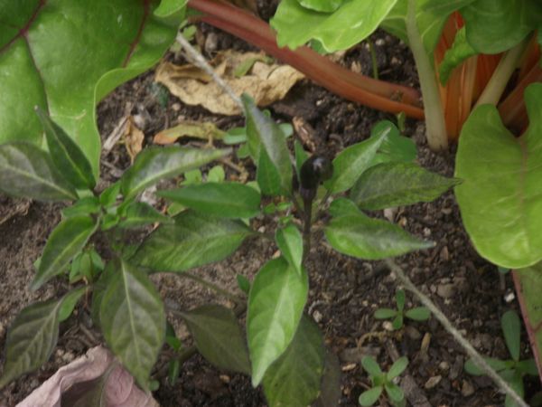 It's hard to see, but there's one very evil looking black pepper on that tiny little plant. It's almost like it's giving me the finger.